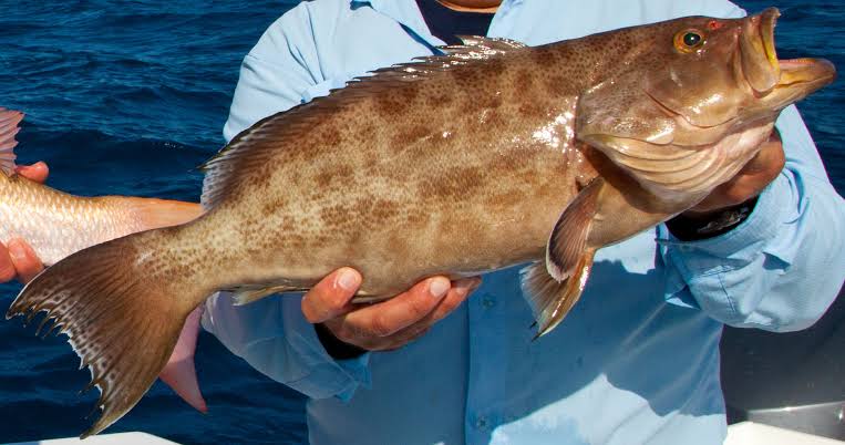Scamp Grouper Fishing in the Florida Keys