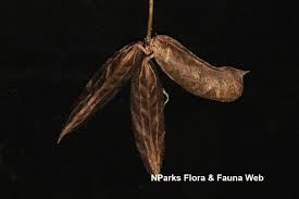 Image result for Canavalia cathartica