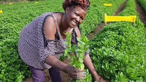Kenyan youth urged to venture into lucrative herbs farming | Daily Nation