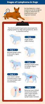 When your dog has lymphoma. Lymphoma In Dogs Canna Pet Lymphoma In Dogs Dog Training Books Positive Dog Training