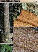 Image result for Strombosiopsis tetrandra