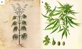 Image result for Cannabis sativa