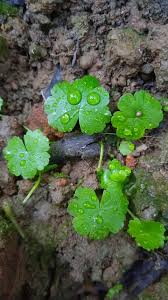 Image result for Hydrocotyle ranunculoides