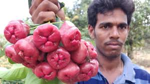 But then you bite into it and see that the inside is pure magic: Backyard Farm Fresh Water Apples Cutting And Eating In My Village Rose Apples Bell Fruit Youtube