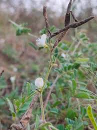 Image result for Tephrosia pumila