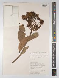 Image result for Ouratea