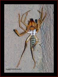 Another common name is wind scorpion, but it's not a scorpion, either. Pin On Because I Love The Desert