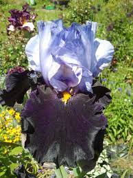 Pin On Irisis