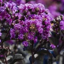 Crepe myrtle flowers isolated on white. Black Diamond Purely Purple Crape Myrtle Plantingtree
