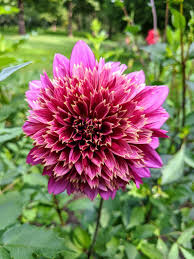 Image result for Dahlia sp. (cultivar)