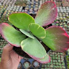 Image result for Kalanchoe glaucescens