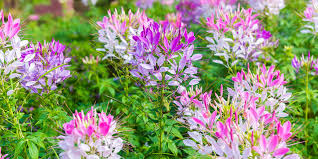 Image result for Cleome densifolia