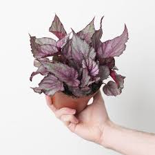 Image result for Begonia longipetiolata