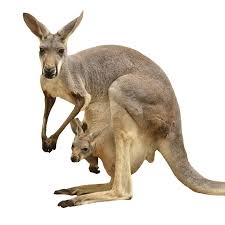 Kangaroo Meat 8 Gif 800 800 Kangaroo Mammals Animals
