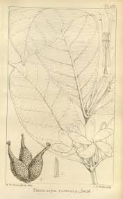 Image result for Pleiocarpa