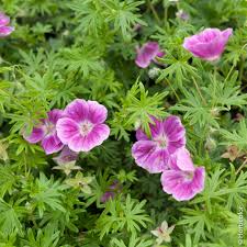 Pour prolonger la floraison du géranium vivace jusqu'aux premières gelées d'automne, supprimez régulièrement les fleurs fanées. Geranium Sanguineum Elke Vente En Ligne De Plantes Meilland Richardier