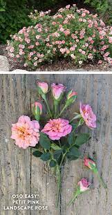 This small indoor plant is a bit unusual, but definitely one to add to your the polka dot plant is another small houseplant which always catches the eye. Oso Easy Petit Pink Rose Rosa X Proven Winners Landscaping With Roses Small Pink Flowers Beautiful Roses