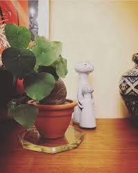 Image result for Stephania cyanantha