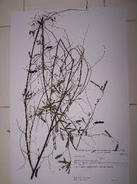 Image result for Aeschynomene elaphroxylon