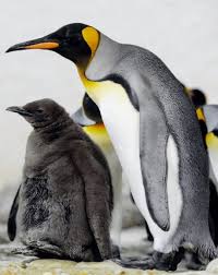 But they are smaller and do not weigh as much as emperor penguins do, and they are more brightly coloured. Scientists Predict King Penguins Face Major Threats Due To Climate Change The Two Way Npr