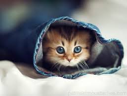 Chaton Le Plus Mignon Du Monde Fond D Ecran Chat Image Chaton Photo De Chaton Mignon
