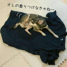 ちゃこ丸 ｽﾑﾁｰ ﾌﾞﾙｰﾀﾝ さん chaco 0 maru instagram写真と動画 dogs animals chacos
