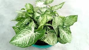 We did not find results for: How To Grow Beautiful Indoor Plants Caladium Grow Easily Youtube