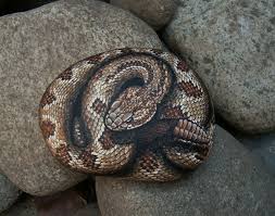 Paint the details on the nose and mouth. Hand Painted Tropical Rattlesnake By Amylenore Unique Art Rock Snake For Your Garden Or Home Painted Rocks Stone Art Pebble Painting