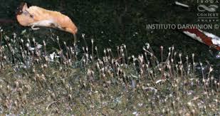 Image result for Tristicha trifaria