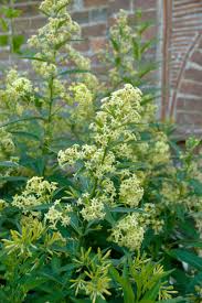 Image result for Cestrum parqui