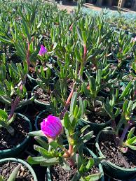 Image result for Carpobrotus