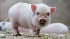 Alle verarbeiteten schweine sind bei uns am betrieb geboren und aufgewachsen. Schweine Minischweine Als Haustiere Schweine Haustiere Natur Planet Wissen