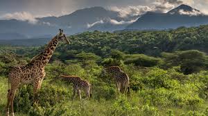 Arusha National Park