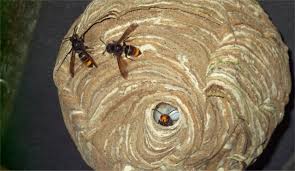 Vous pouvez alors acheter un aérosol insecticide pour nid de guêpes dans le commerce. Calvados Qui Faut Il Appeler Pour Detruire Un Nid De Frelons Asiatiques Liberte Caen