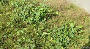 Image result for Calopogonium mucunoides