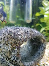 Black Furry Algae In Fish Tank Brown Black Hair Algae Removal Prevention 318301 Freshwater Aquarium Discussion