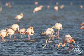 Plus loin à l'est, une fois que vous aurez passé l'étang de thau, vous trouverez sur votre chemin des flamants roses, des chevaux sauvages et les jolies plages de camargue. Ou Voir Des Flamants Roses En Camargue