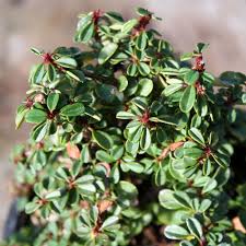 Image result for Cotoneaster microphyllus