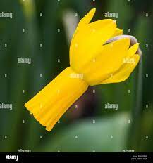 petite sorciere banque d image et photos alamy coloriage de meilleurs amis