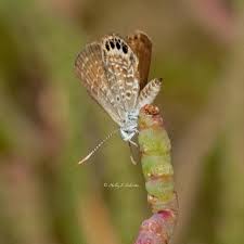 Image result for Disperis sp. nov. aff. bifida