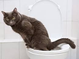 chto delat esli u kota ponos