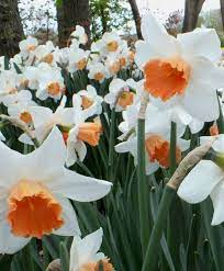 Pin On Large Cupped Narcissi