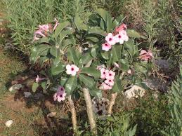 Image result for Adenium boehmianum