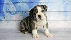 Another plus point of this kind of puppy is that for those who are living in california, then you have to look for english bulldogs puppies california. English Bulldog Puppy Stolen From Naperville Petland Chicago Tribune