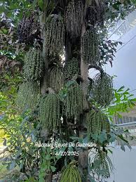 Image result for Caryota urens