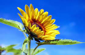 Free Image On Pixabay Sunflower Flower Bloom Yellow Sunflower Flowers Name In Hindi Sunflower Flower
