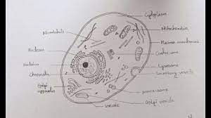 By the end of grade 8. How To Draw Diagram Of Animal Cell Easily Step By Step Youtube