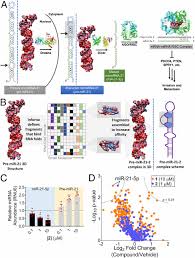 Maybe you would like to learn more about one of these? Small Molecule Targeted Recruitment Of A Nuclease To Cleave An Oncogenic Rna In A Mouse Model Of Metastatic Cancer Pnas