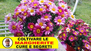 Laccetto per cellulare perline yin e yang. Margherite Coltivazione Cure E Segreti Youtube
