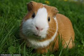 There are other costs of guinea pig ownership that need to be considered, too. Guinea Pigs Can Give Their Owners Deadly Pneumonia Daily Mail Online